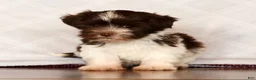 Havanese dogs for sale: Sammy - Ad 4