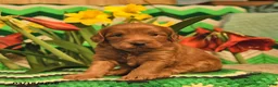 Mini Goldendoodle dogs for sale: Rover  - Ad 1