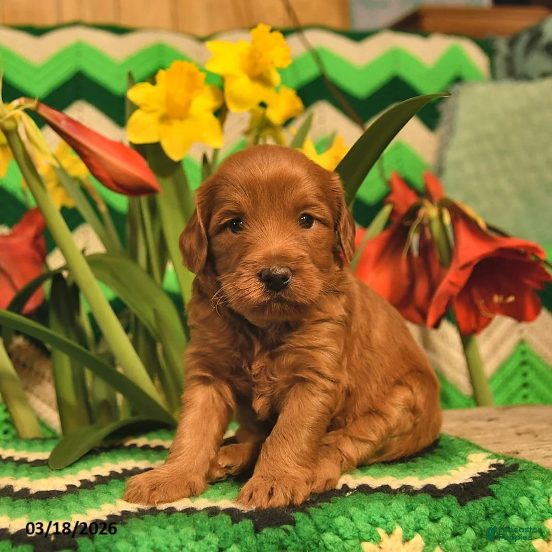 Mini Goldendoodle dogs for sale: Rover  - Ad 1
