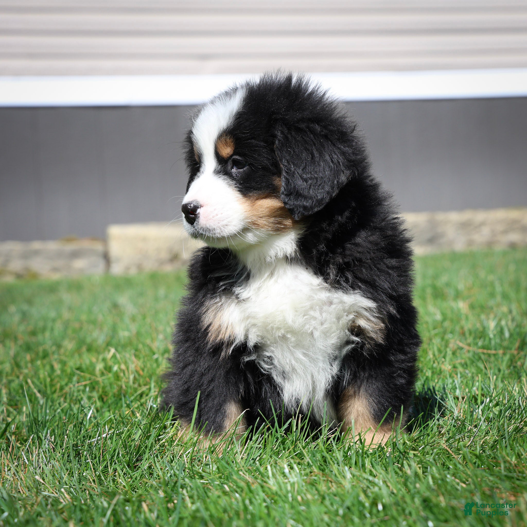 Bernese Mountain Dog dogs Ryder - Ad 2