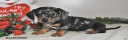 Miniature Dachshund dogs for sale: Gilbert - Ad 2