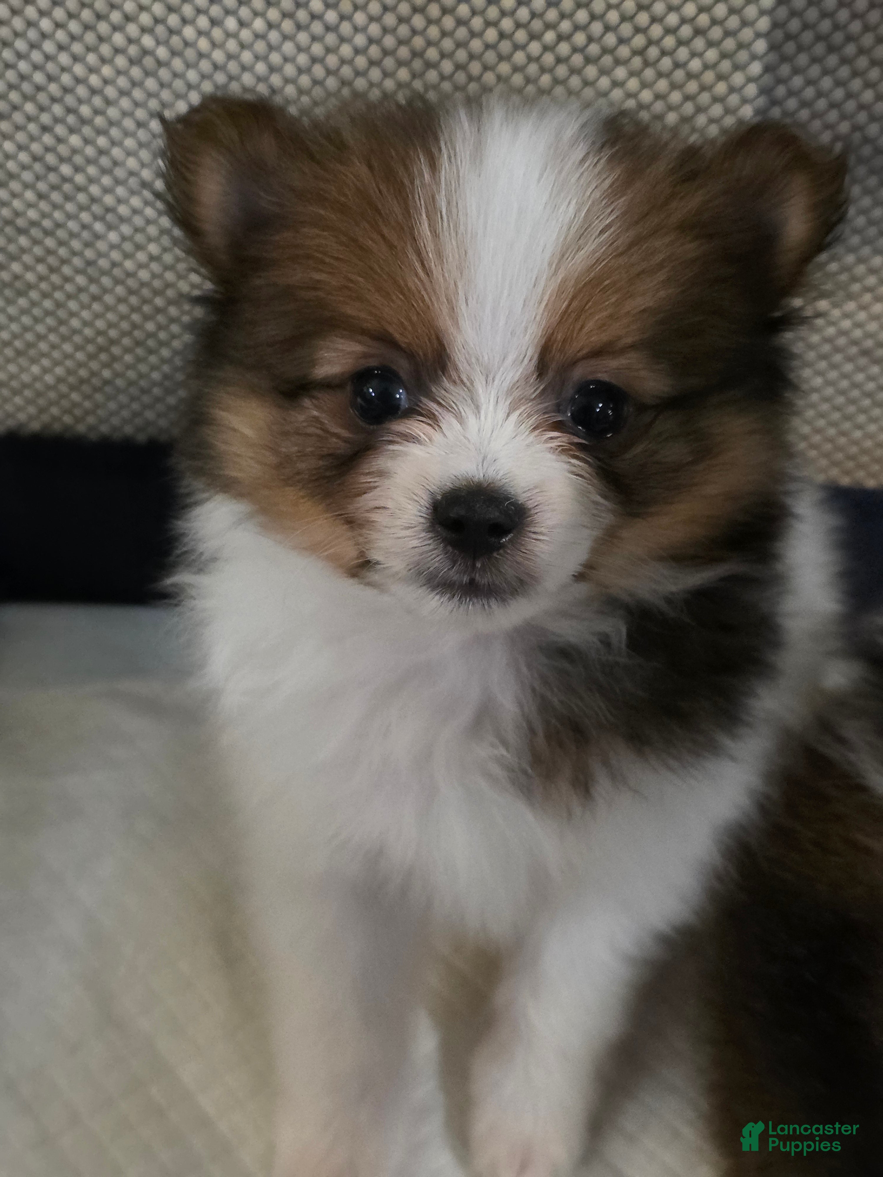 Pomeranian dogs for sale: Truffle - Ad 13