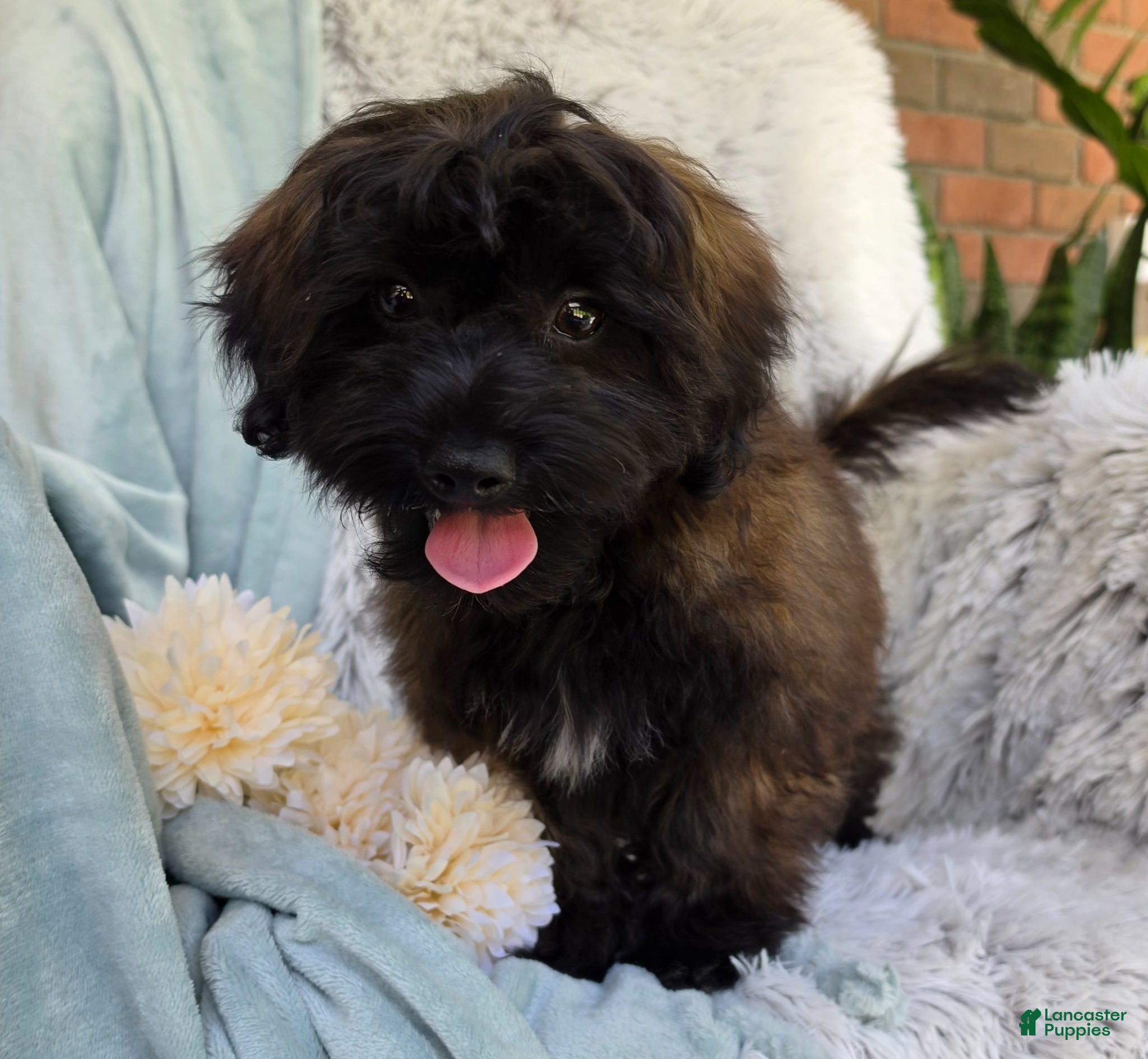 Shihpoo dogs Skyler - Ad 1