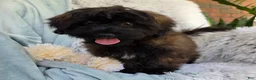 Shihpoo dogs for sale: Skyler - Ad 1