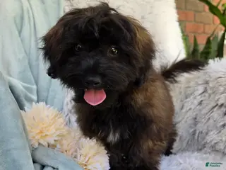 Shihpoo dogs for sale: Skyler - Ad 1