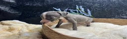 Italian Greyhound dogs for sale: Italian Greyhound 3 - Ad 6