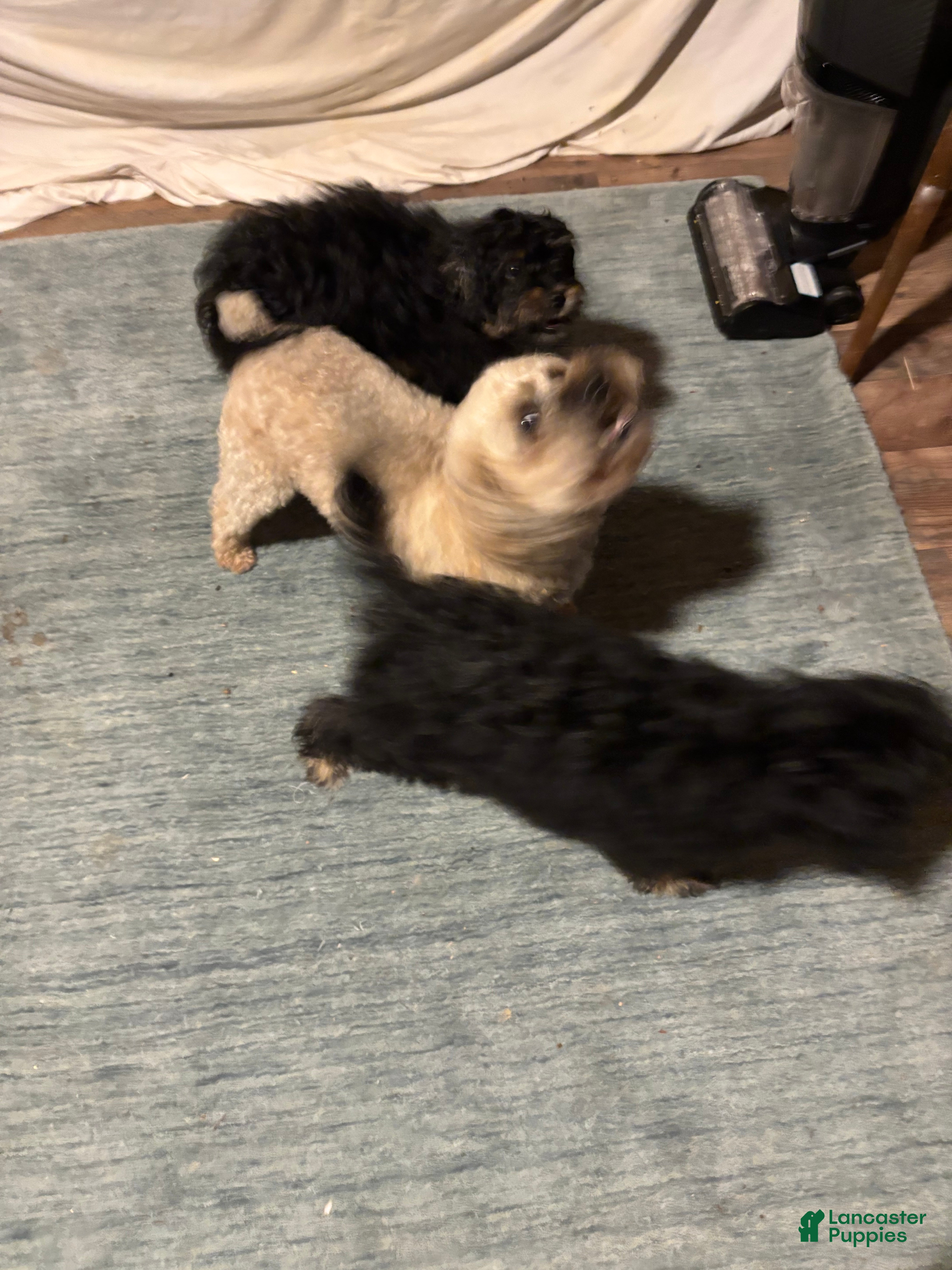 Aussiedoodle dogs Aussiedoodle 1 - Ad 2