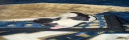 Miniature Dachshund dogs for sale: Miniature Dachshund 3 - Ad 3