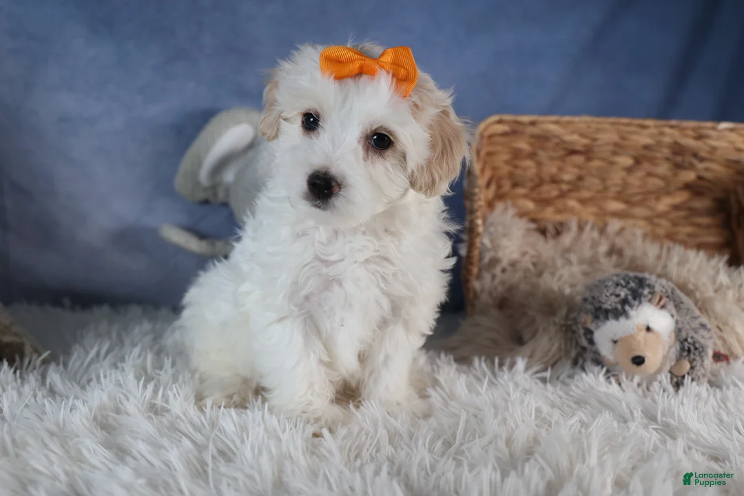 Havapoo dogs for sale: FROSTY - Ad 3