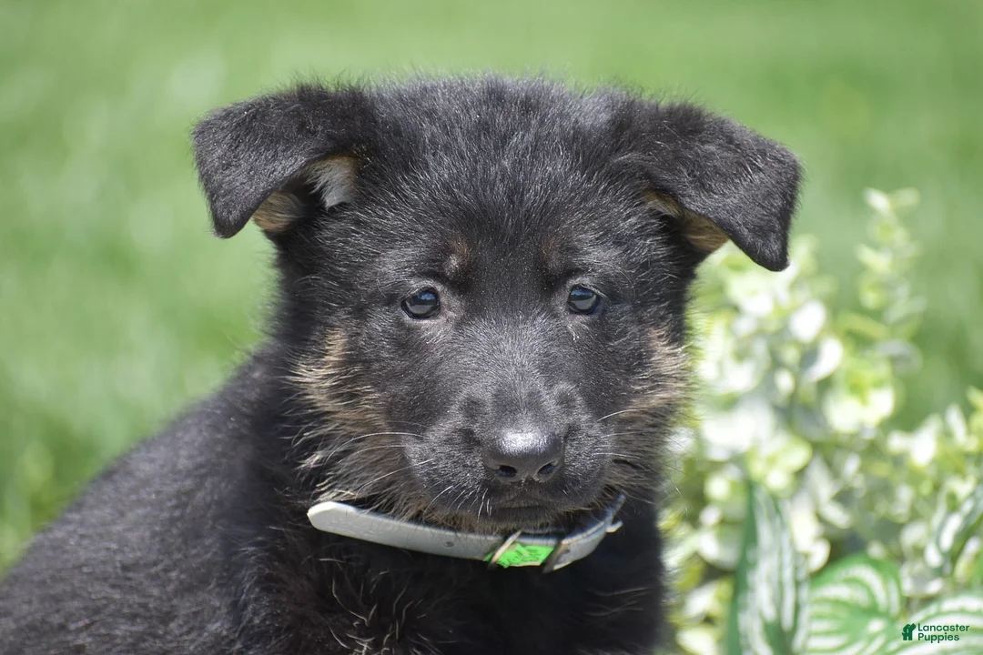 German Shepherd dogs for sale: Hailey - Ad 2