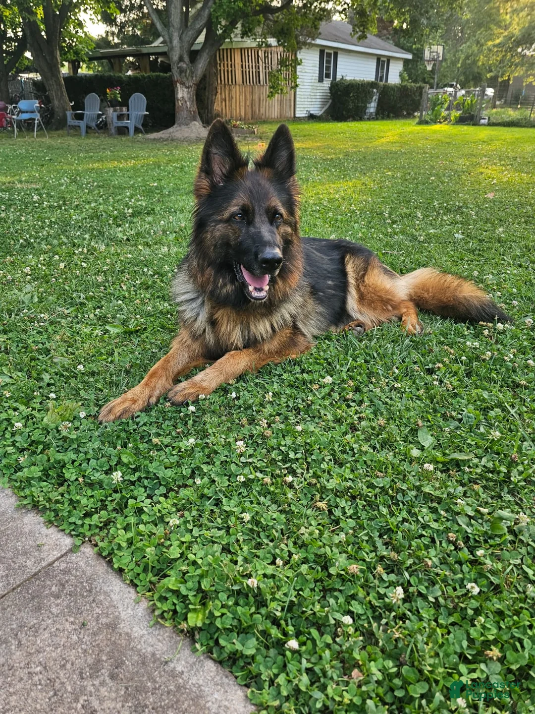 German Shepherd dogs for sale: German Shepherd 8 - Ad 2