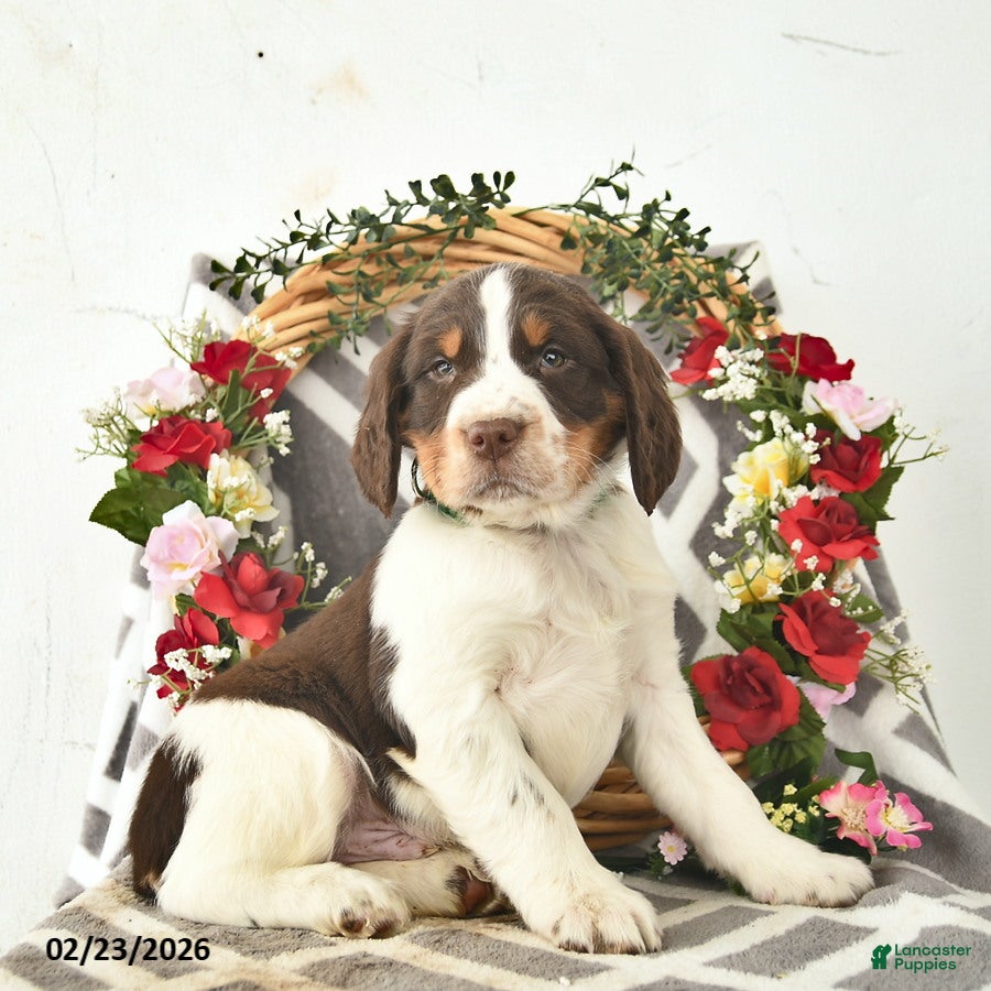 English Springer Spaniel dogs Dakota  - Ad 1