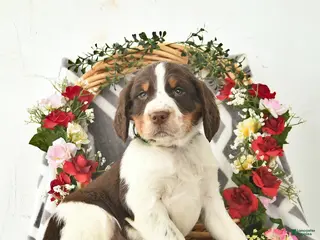 English Springer Spaniel dogs for sale: Dakota - Ad 4