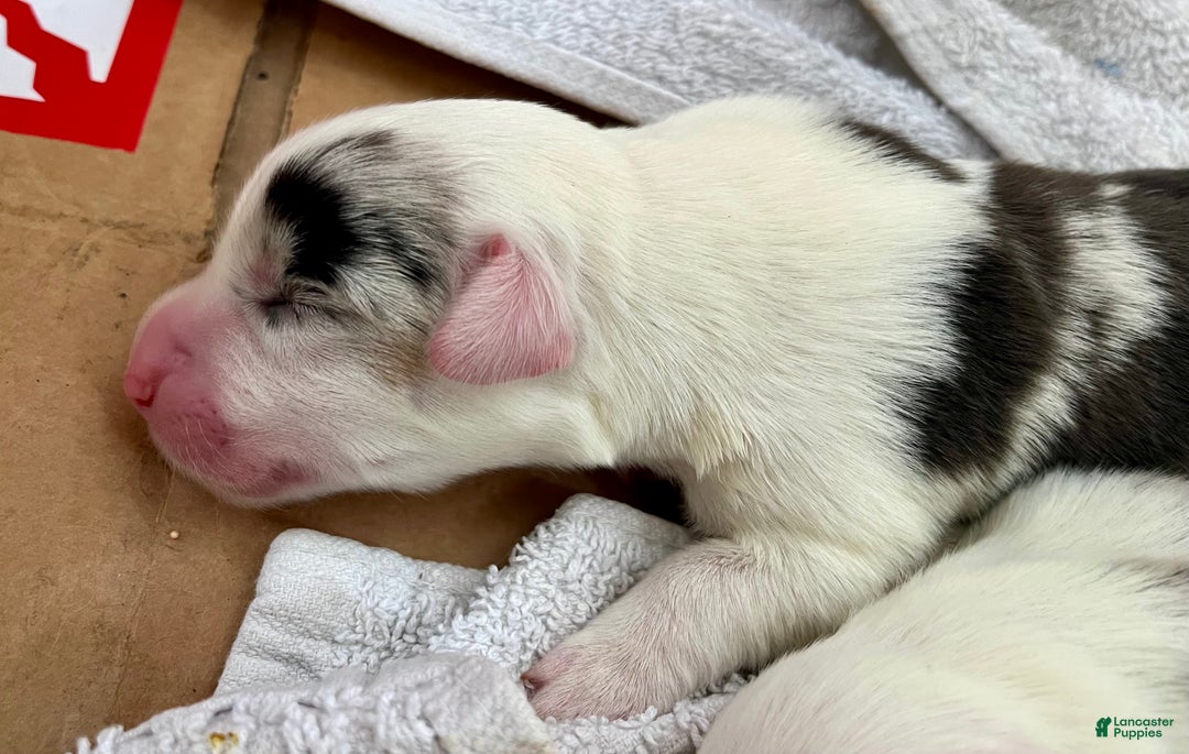 Welsh Corgi Cardigan dogs for sale: Welsh Corgi Cardigan Puppy 1: Biff - Ad 2