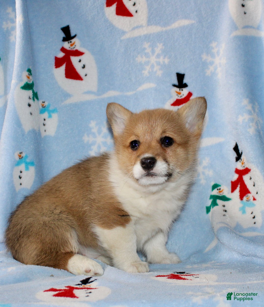 Welsh Corgi Pembroke dogs for sale: Addie - Ad 5