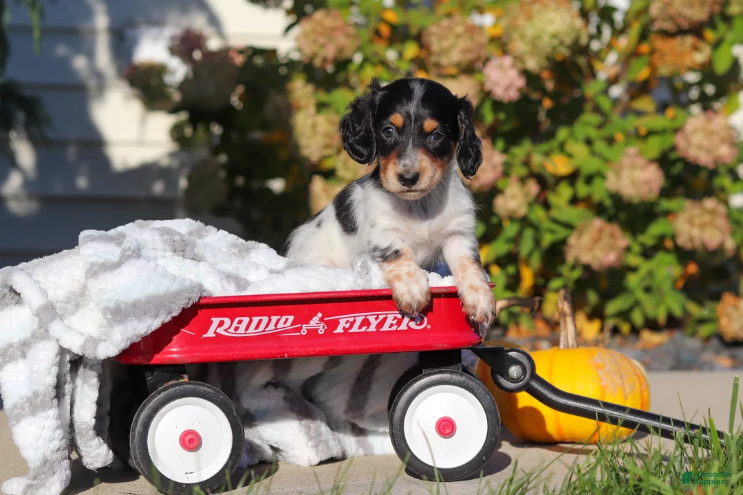 Dachshund dogs for sale: Lily - Ad 1