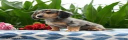 Miniature Dachshund dogs for sale: Smoothie - Ad 2