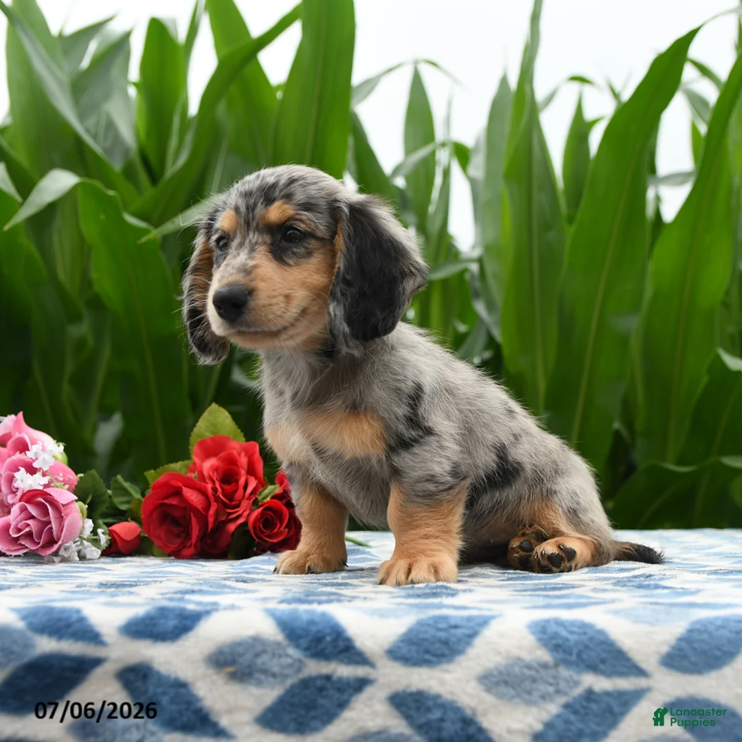 Miniature Dachshund dogs for sale: Smoothie - Ad 2