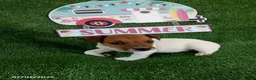 Jack Russell Terrier dogs for sale: Tate - Ad 3