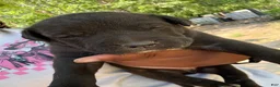 American Pit Bull Terrier dogs for sale: American Pit Bull Terrier Puppy 2 - Ad 1