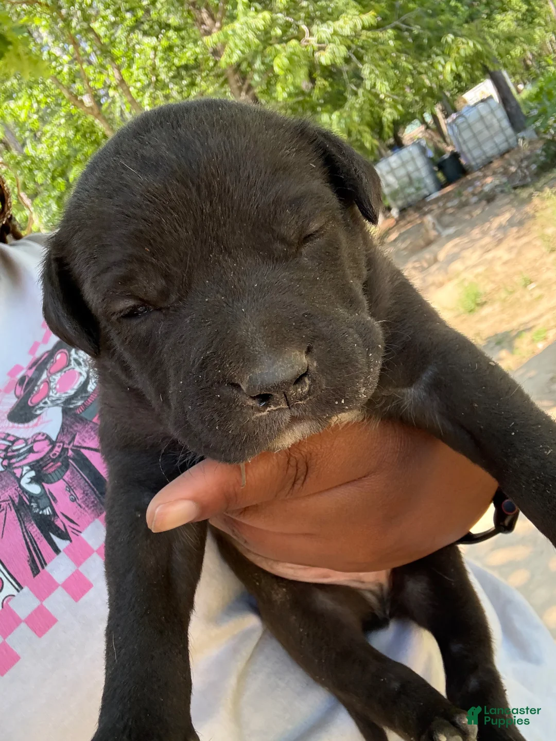 American Pit Bull Terrier dogs for sale: American Pit Bull Terrier Puppy 2 - Ad 1