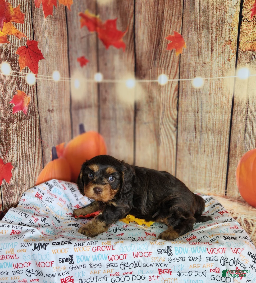 Cavapoo dogs for sale: Jack - Ad 2