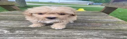 Cavapoo dogs for sale: Bruno - Ad 7