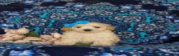 Maltipoo dogs for sale: Cait 8 lbs Full Grown - Ad 2