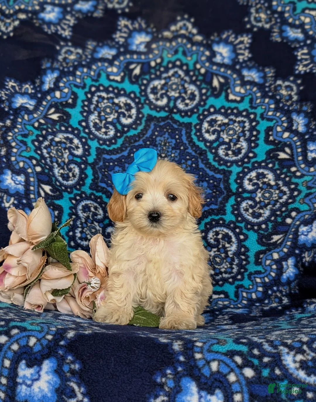 Maltipoo dogs for sale: Cait 8 lbs Full Grown - Ad 2