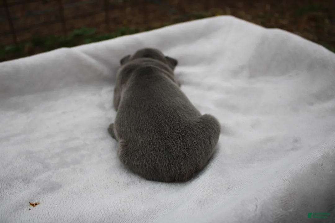 Frenchton dogs for sale: Alfie - Ad 3