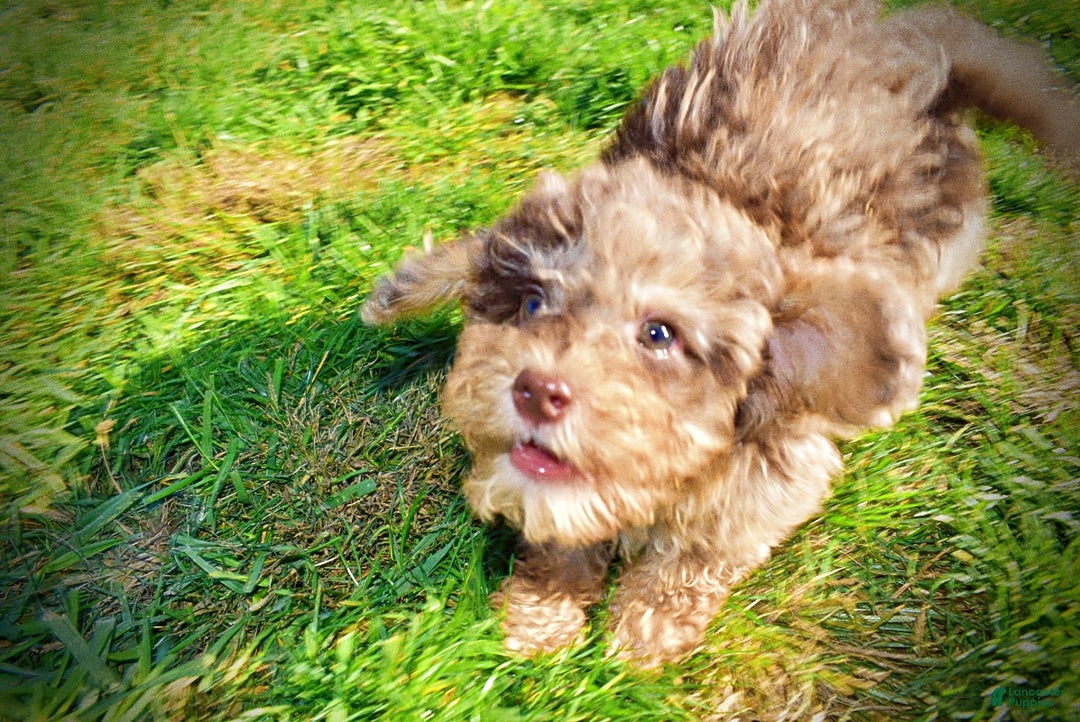 Havapoo dogs for sale: Jackson - Ad 11