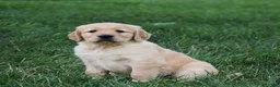 Golden Retriever dogs for sale: Odie - Ad 2