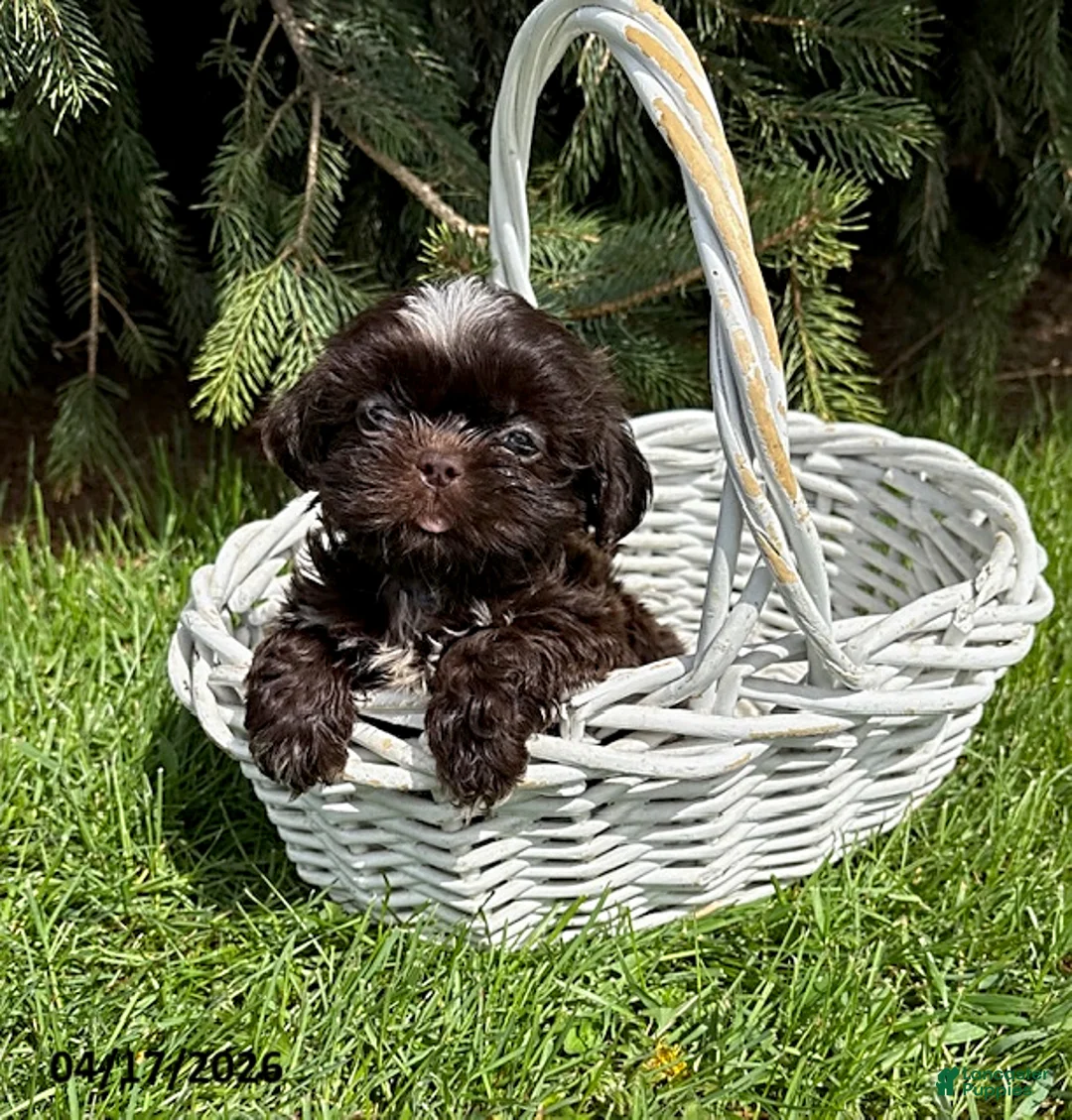 Shih Tzu dogs for sale: Truffles - Ad 1