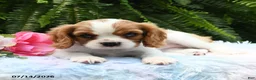 Cavalier King Charles Spaniel dogs for sale: Jade - Ad 4