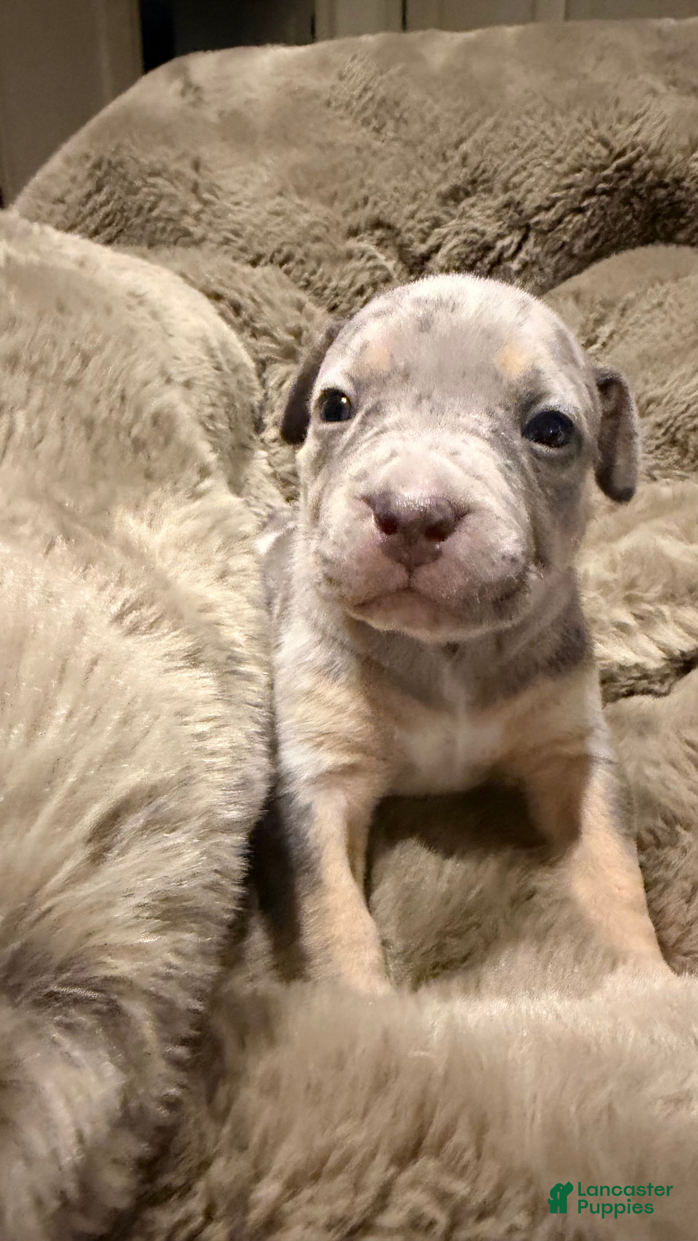American Bully dogs Lola - Ad 2