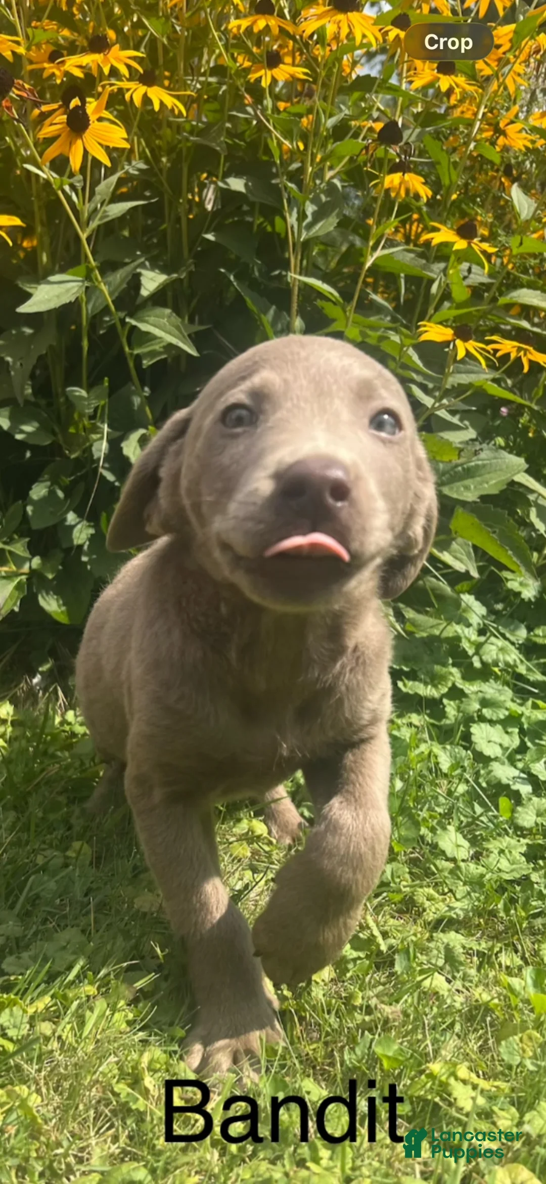 Labrador Retriever dogs for sale: Bandit - Ad 2