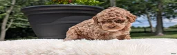 Miniature Poodle dogs for sale: Ruby - Ad 10