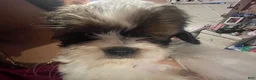Shihpoo dogs for sale: Cherry - Ad 2