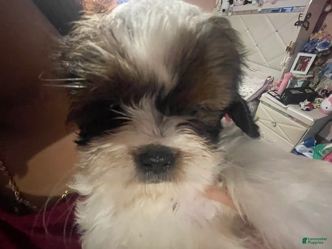 Shihpoo dogs for sale: Cherry - Ad 2