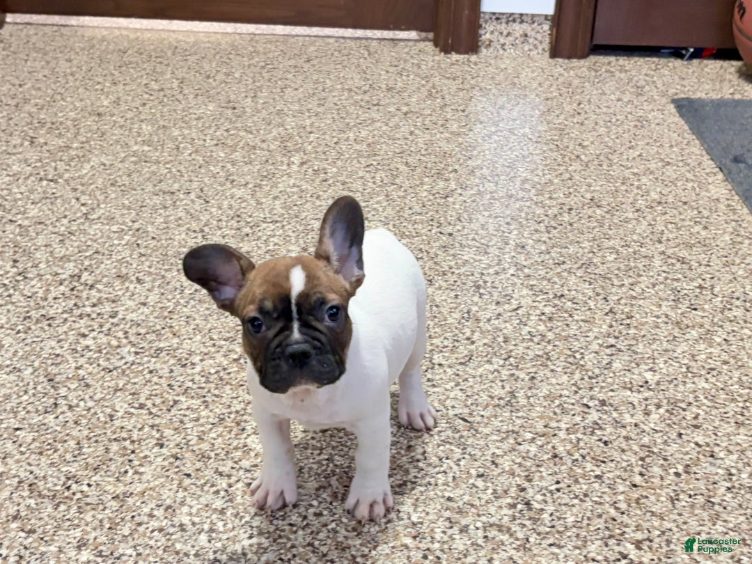 French Bulldog dogs for sale: French Bulldog Puppy 3 - Ad 7