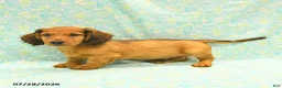 Dachshund dogs for sale: Carmel - Ad 3