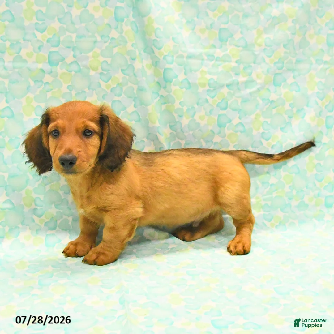 Dachshund dogs for sale: Carmel - Ad 3