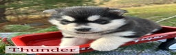 Alaskan Malamute dogs for sale: Thunder - Ad 2