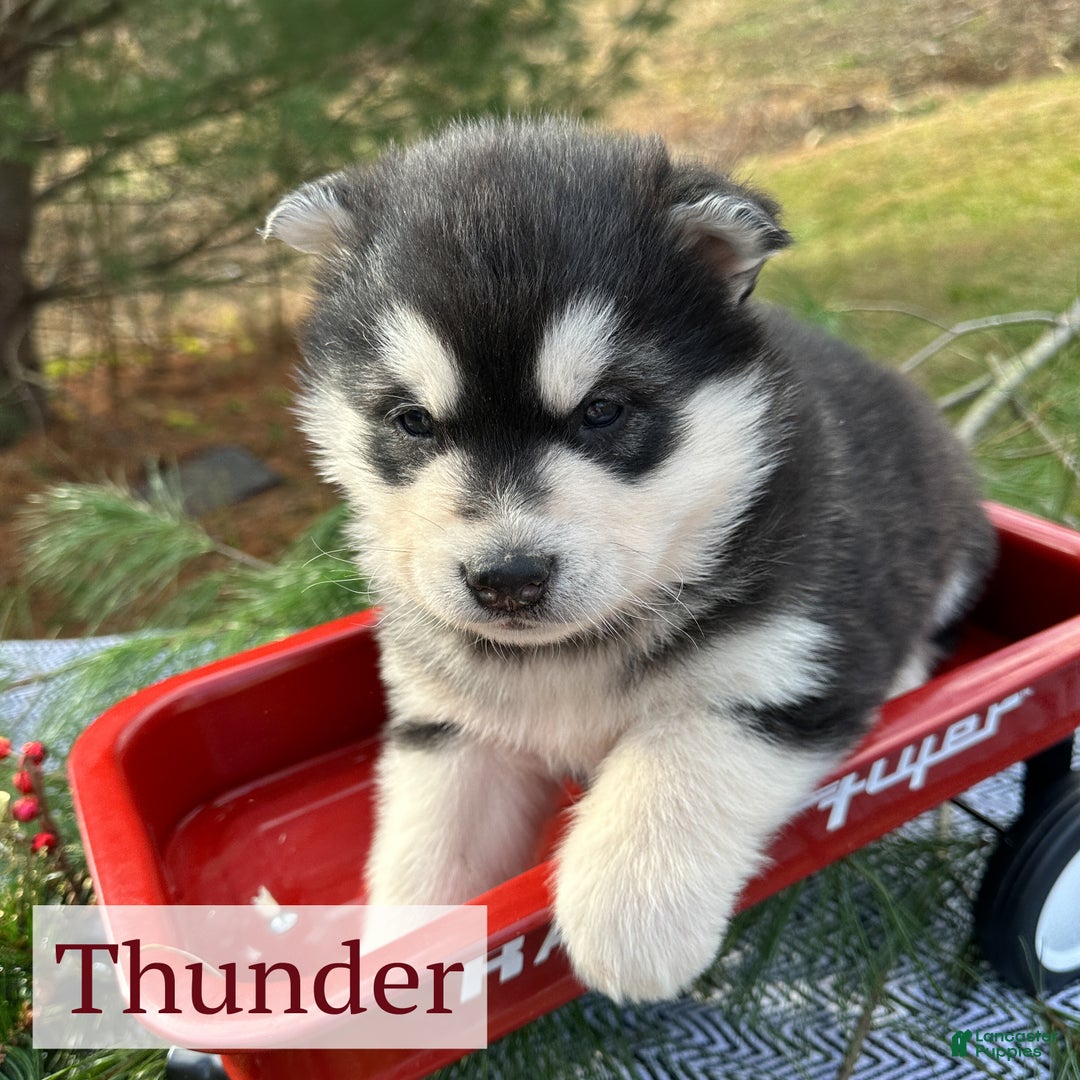 Alaskan Malamute dogs for sale: Thunder - Ad 2