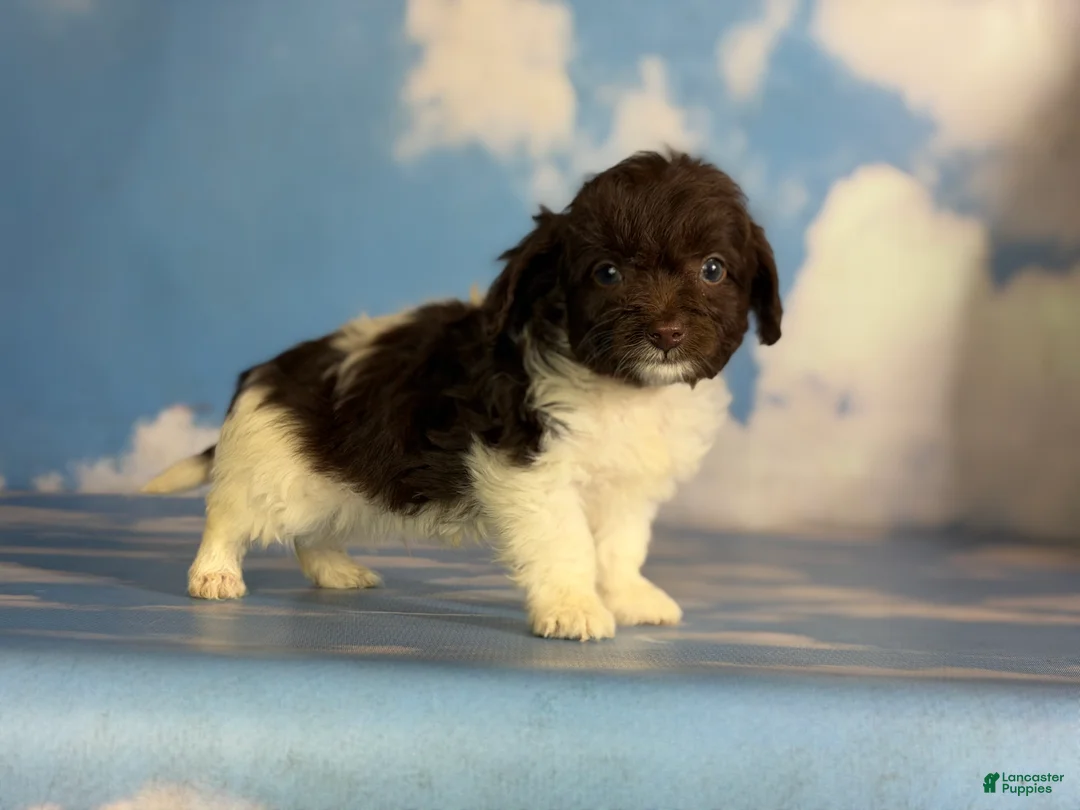 Doxiepoo dogs for sale: Tiny tot  - Ad 3