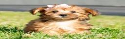 Yorkiepoo dogs for sale: Ella - Ad 7