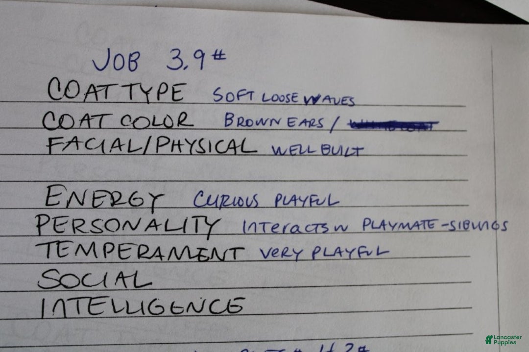 Mixed Breed dogs for sale: CavaPooChon male - JOB - Ad 5