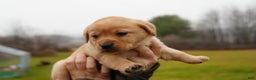 Labrador Retriever dogs for sale: Missy - Ad 2
