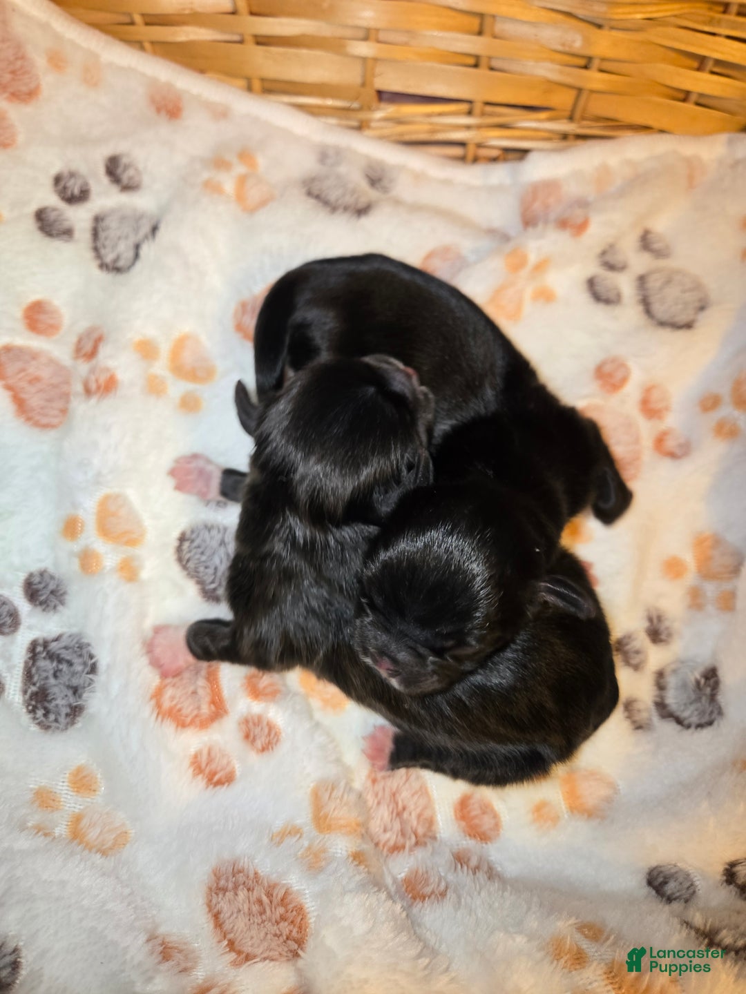 Pekingese dogs for sale: Morticia - Ad 23