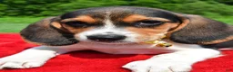 Beagle dogs for sale: Hector - Ad 5